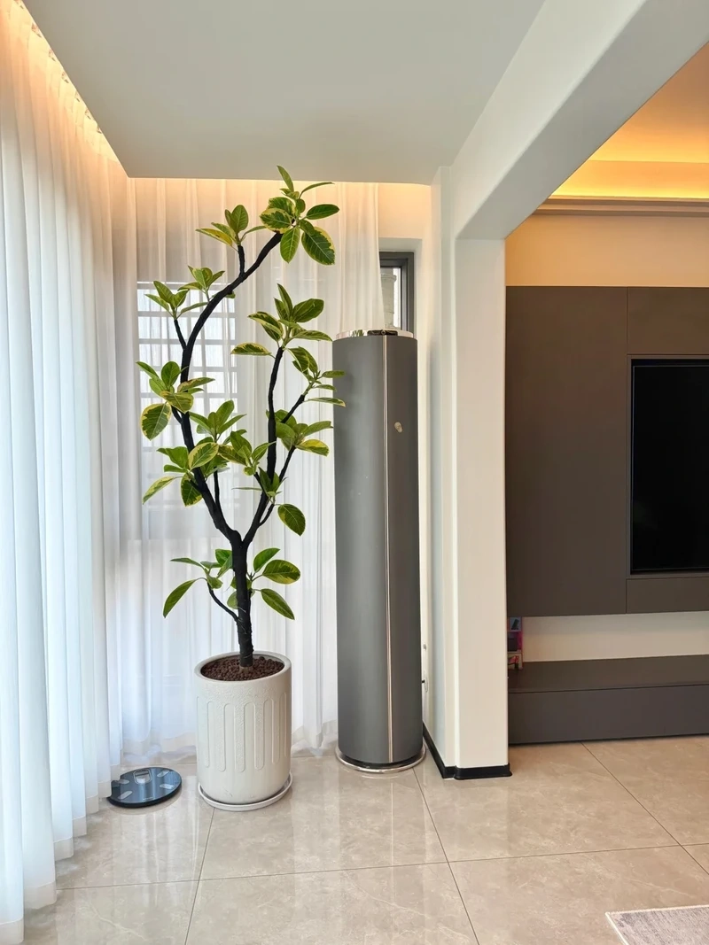 Bắt kịp phong cách mới nhờ cây cảnh phòng khách hợp xu hướng