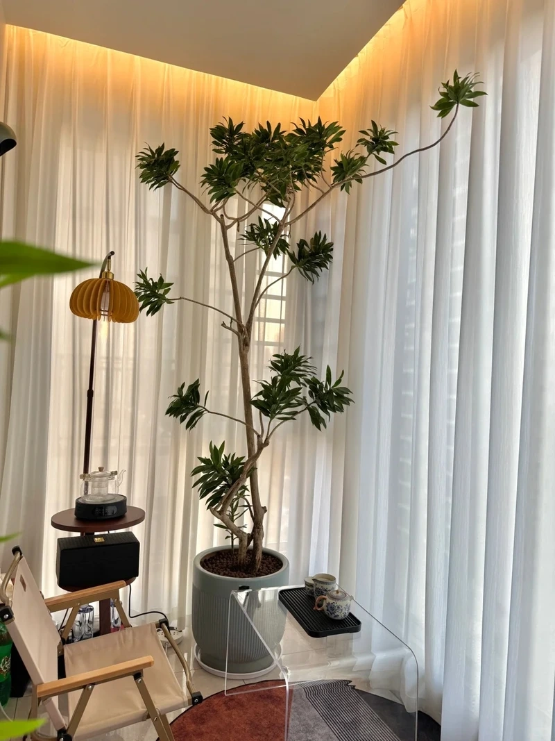 Ấn tượng ngay từ cái nhìn đầu tiên với cây cảnh phòng khách đẹp tinh tế