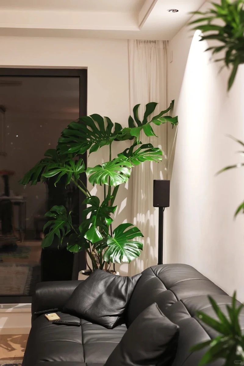 Phong thủy hài hòa với cây cảnh phòng khách hợp mệnh