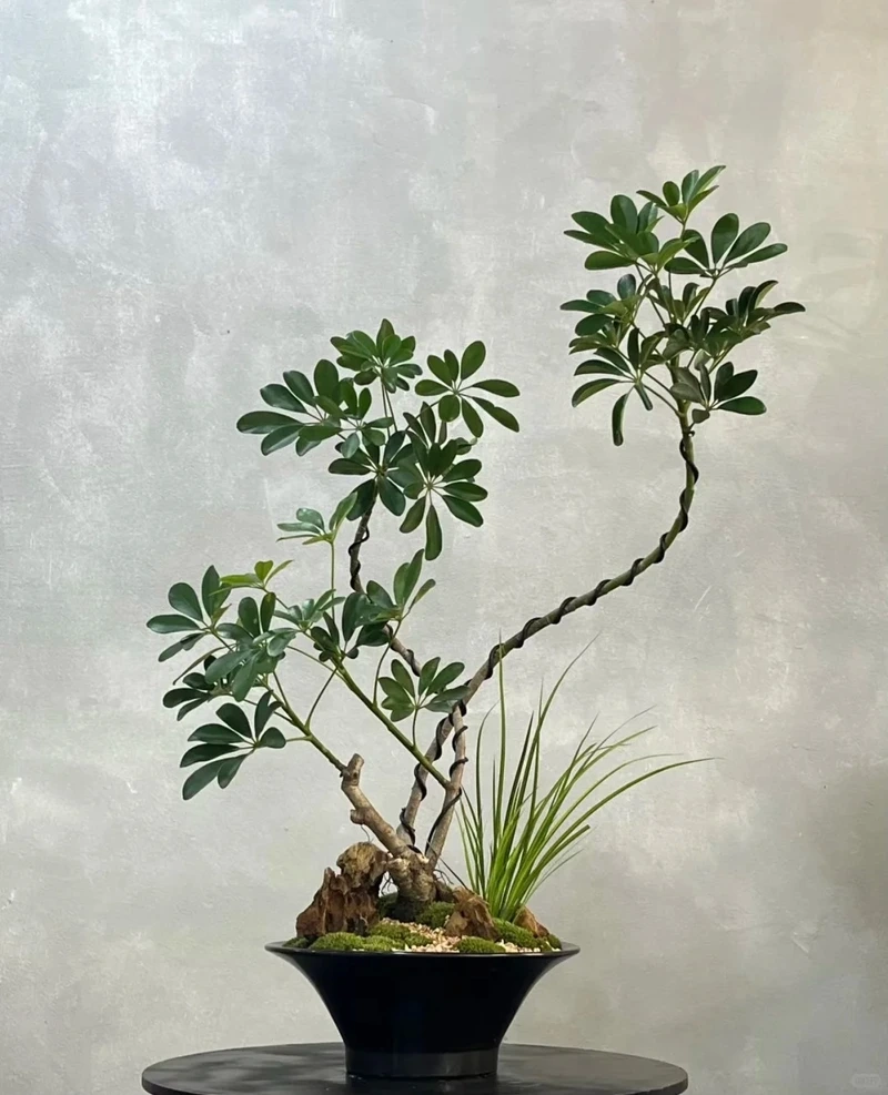 Ấn tượng và sang trọng với cây cảnh phòng khách để sàn