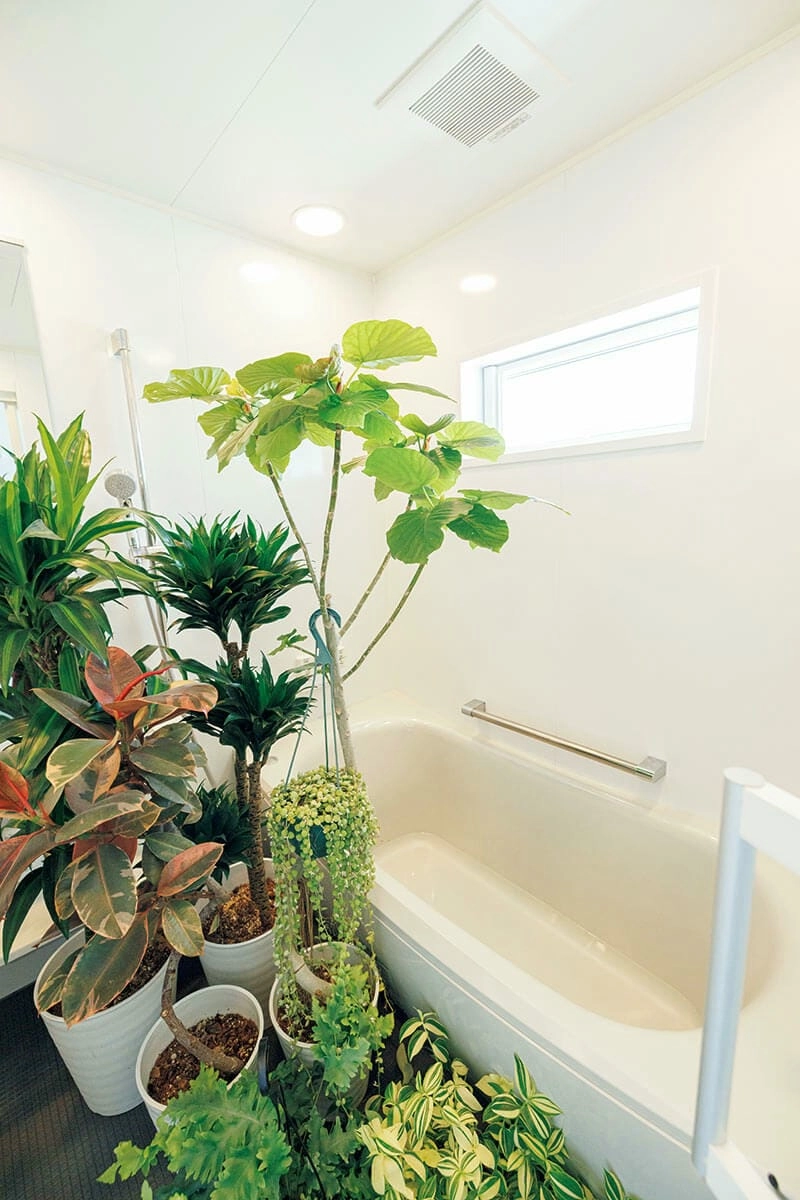 Cây trồng trong nhà tắm phù hợp môi trường ẩm