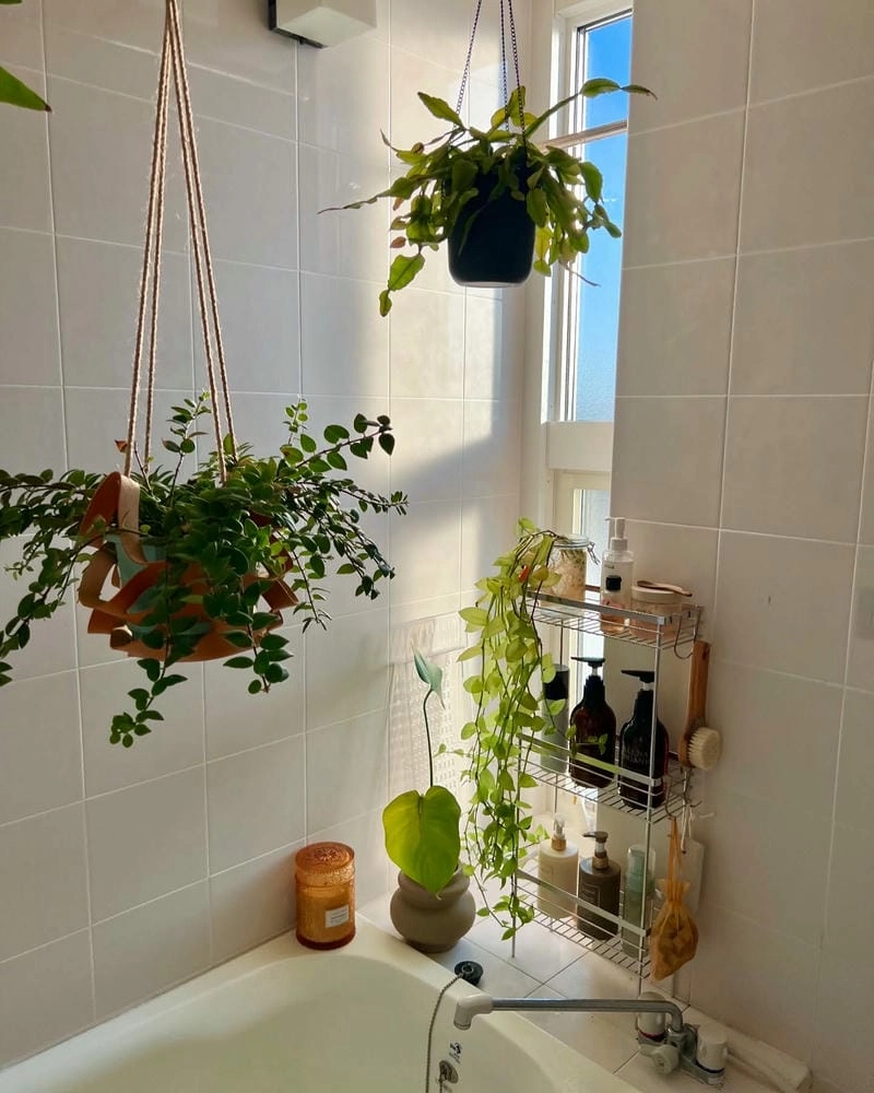 Cây hút ẩm nhà tắm hỗ trợ giảm ẩm hiệu quả