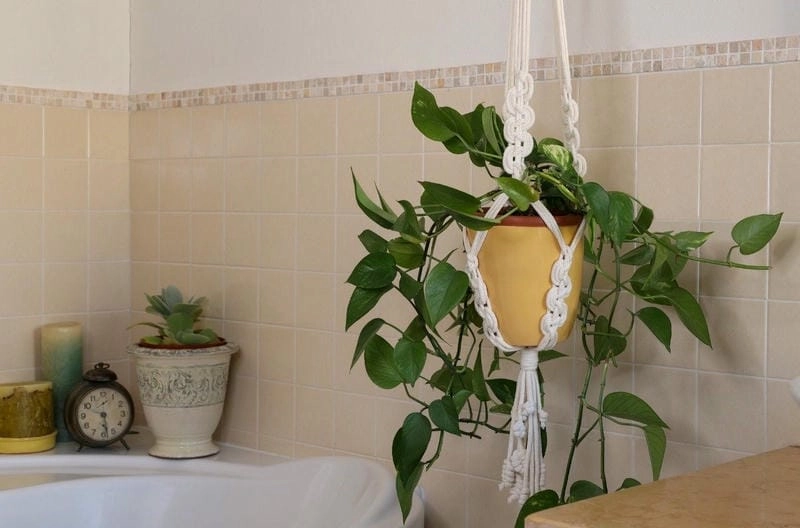 Bố trí cây trong nhà tắm hài hòa và gọn gàng