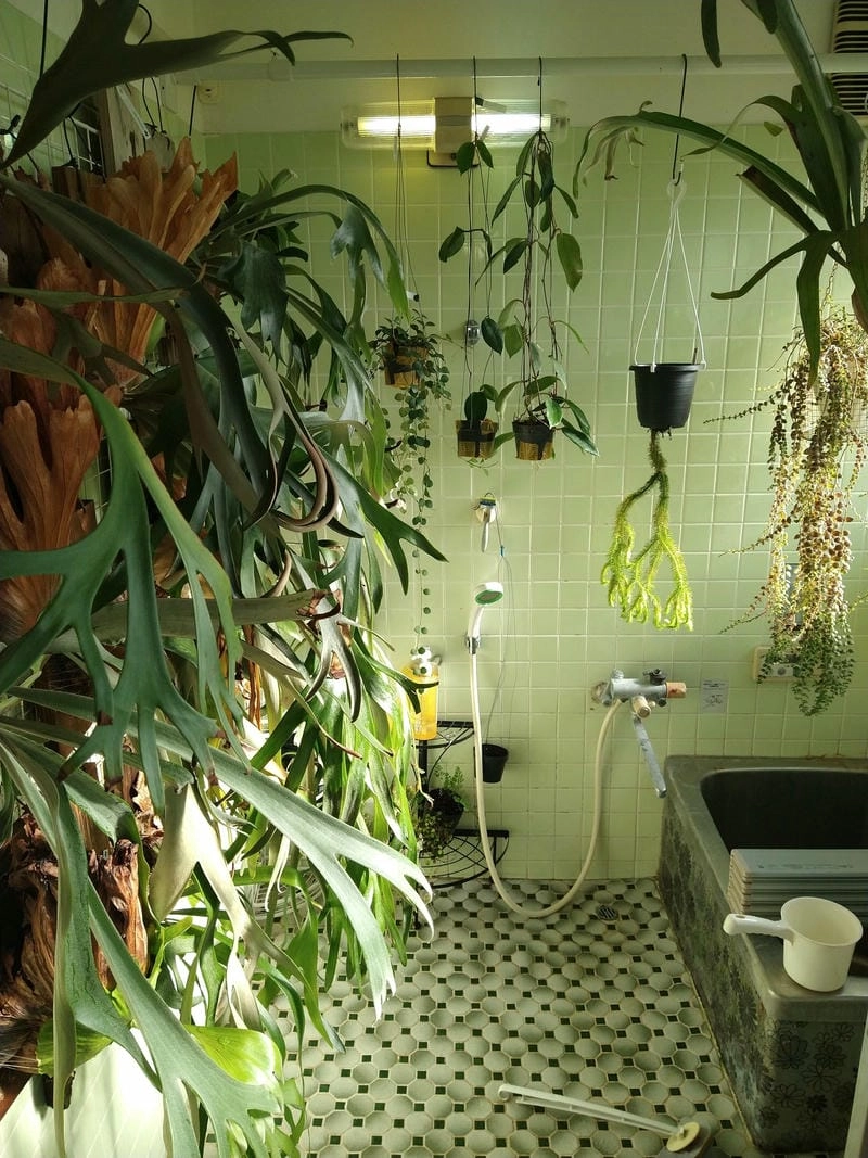 Tiểu cảnh trong nhà tắm tăng tính thẩm mỹ