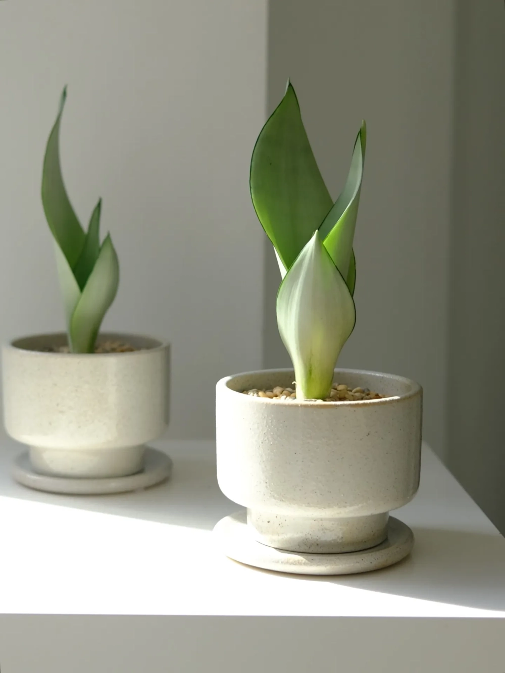 Chậu cây lưỡi hổ decor dáng tròn cho bàn trà phòng khách