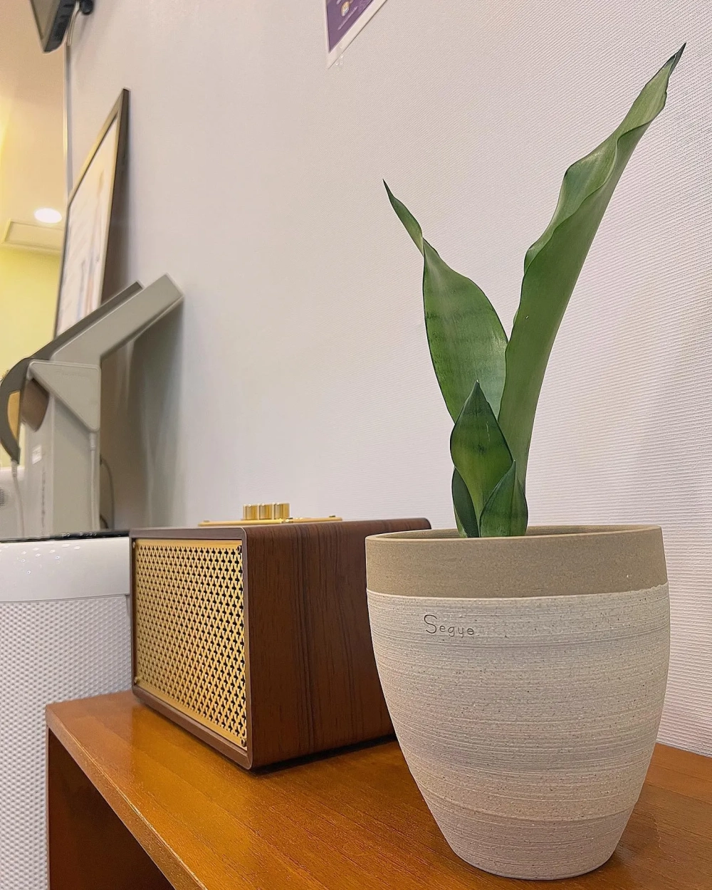 Trang trí cây lưỡi hổ decor trong phòng ngủ giúp ngủ ngon