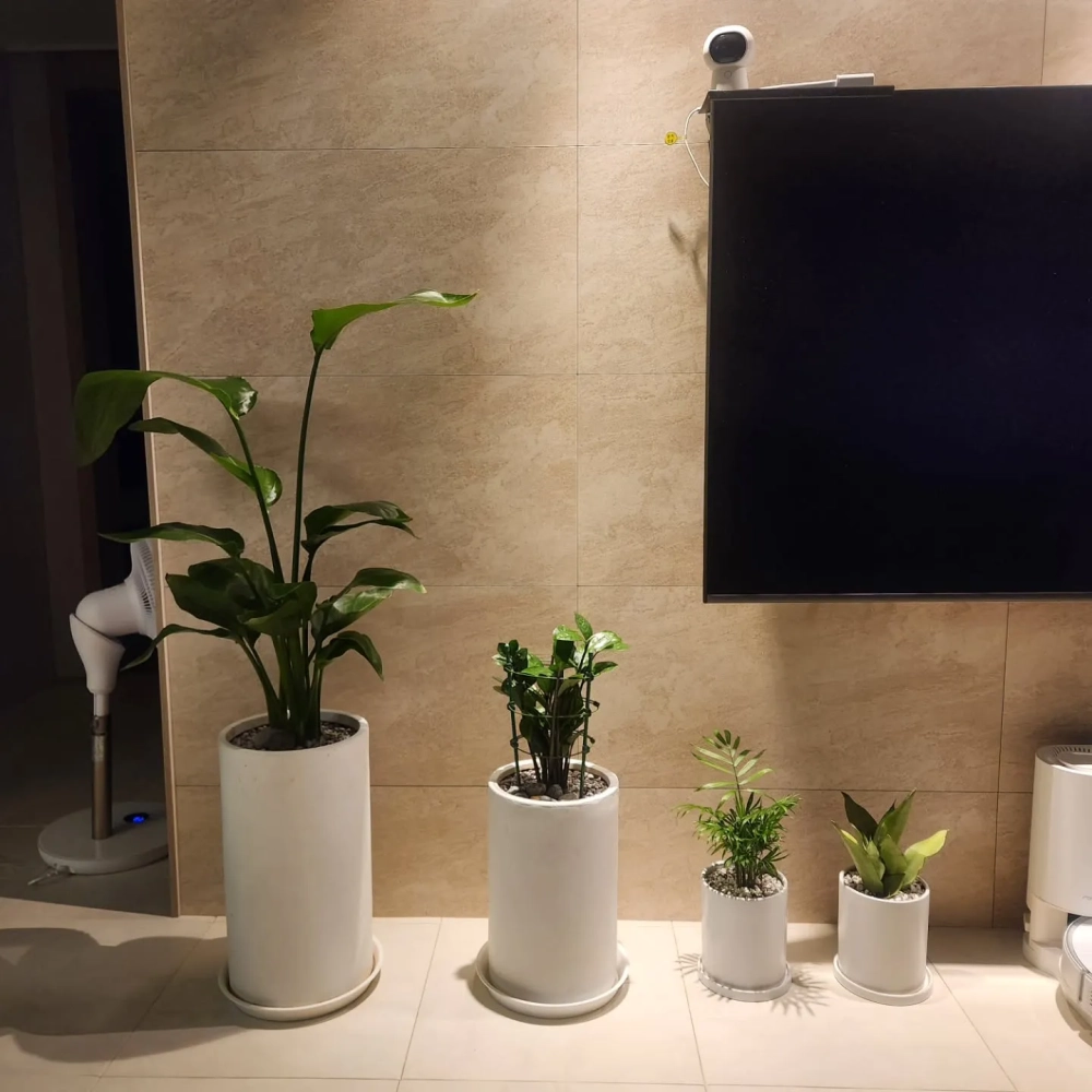 Thiết kế kệ gỗ đặt cây lưỡi hổ decor tinh tế