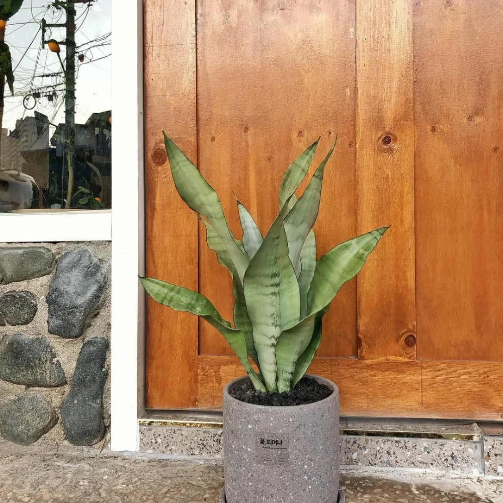 Chậu cây lưỡi hổ decor dáng cao phù hợp với phong cách nội thất tối giản