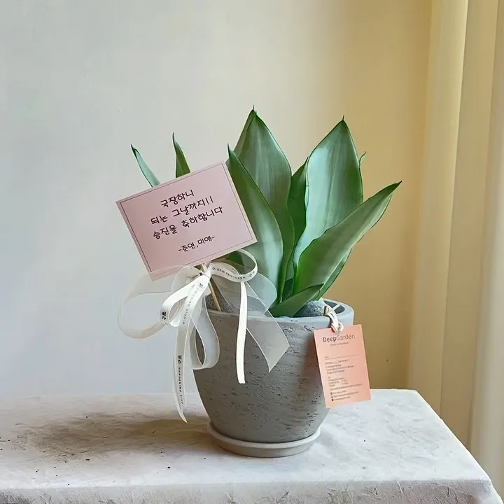 Cây lưỡi hổ decor nhỏ gọn trên giá sách gỗ