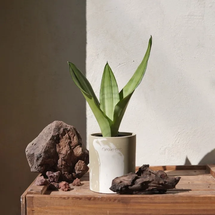 Chậu cây lưỡi hổ decor xi măng phong cách công nghiệp
