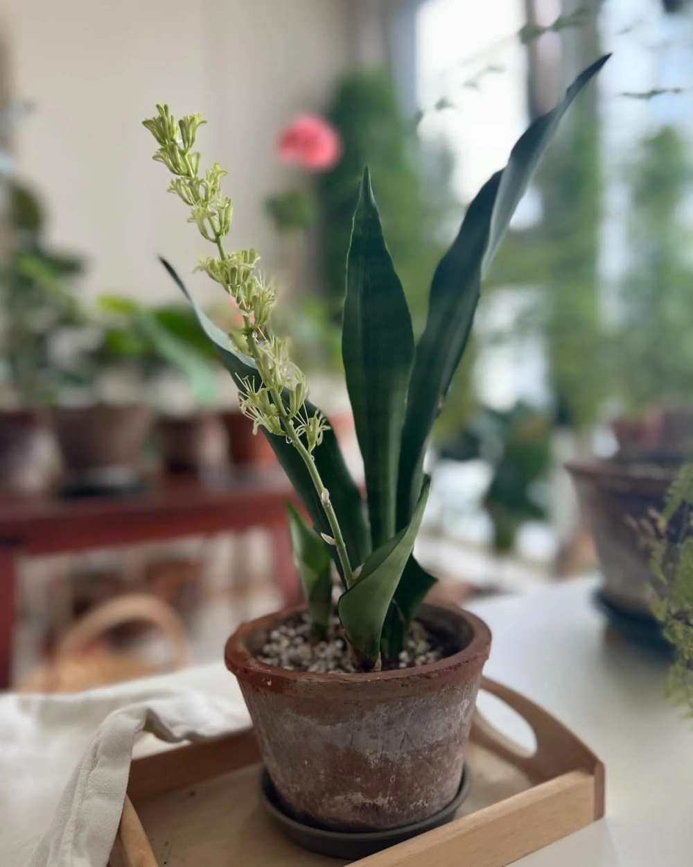 Cây lưỡi hổ decor kết hợp với đèn đứng nghệ thuật