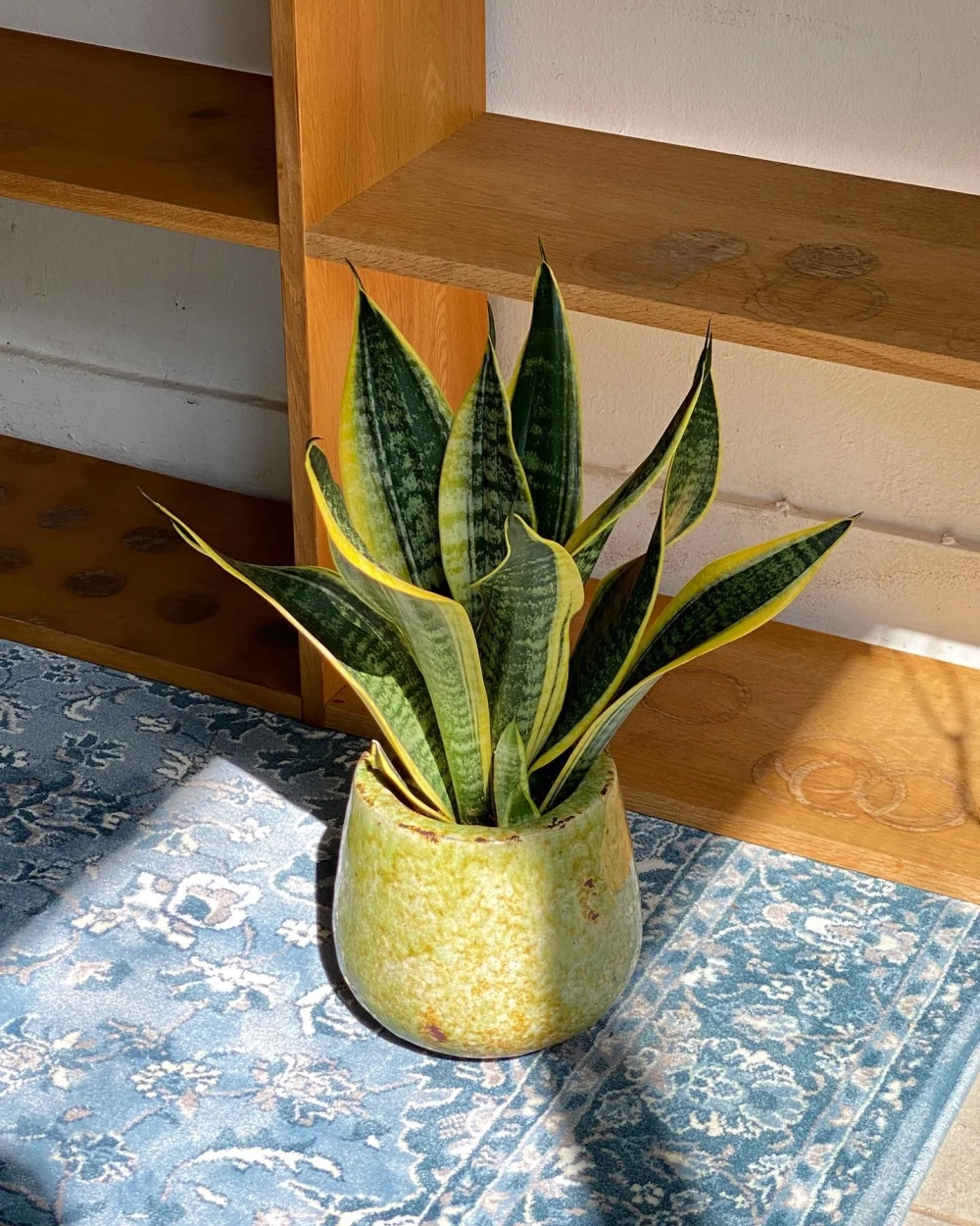 Mẫu cây lưỡi hổ decor để bàn làm việc thanh lọc không khí