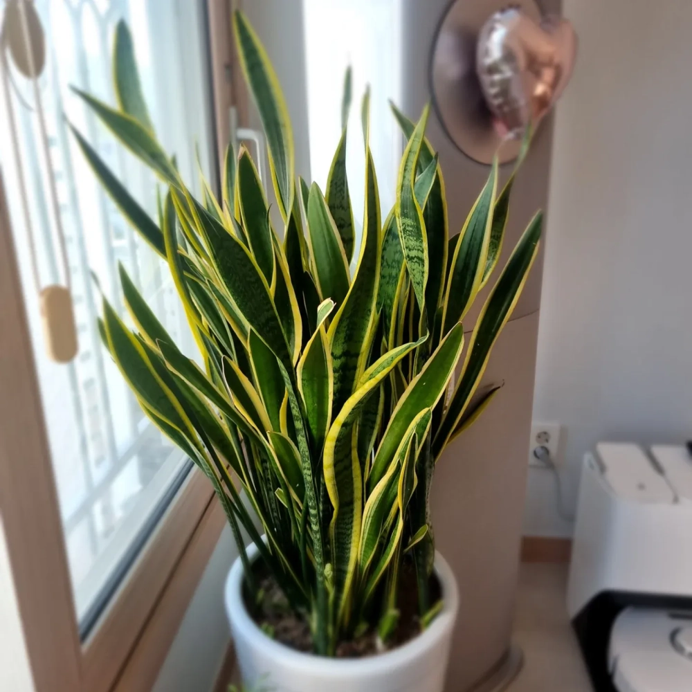 Cây lưỡi hổ decor đặt cạnh sofa phòng khách hiện đại