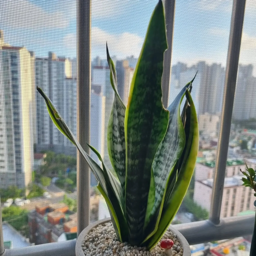 Trang trí cây lưỡi hổ decor trong phòng ngủ giúp ngủ ngon