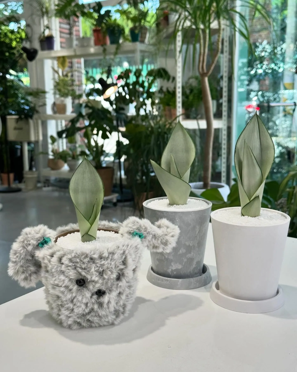 Cây lưỡi hổ decor mang lại may mắn cho gia chủ