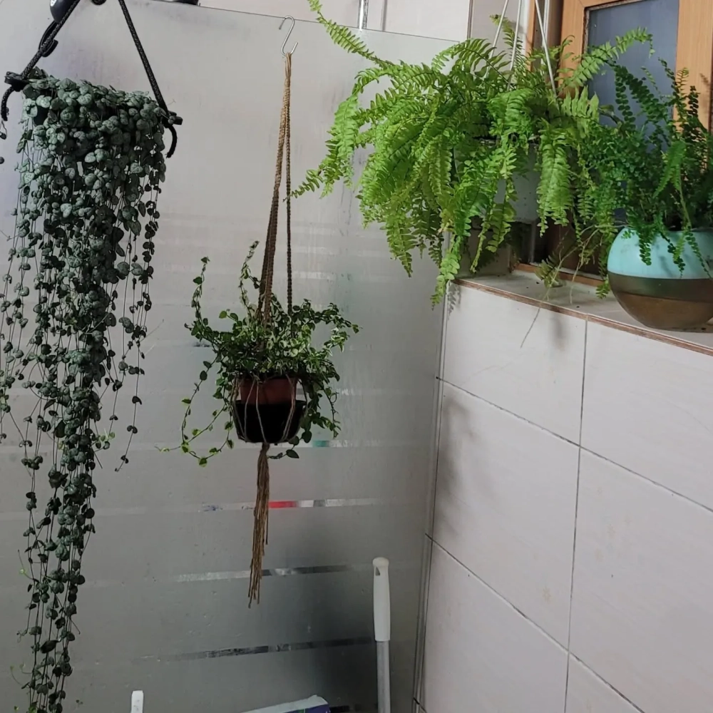 Cây trầu bà xanh tốt trên kệ kính khu vực vòi hoa sen