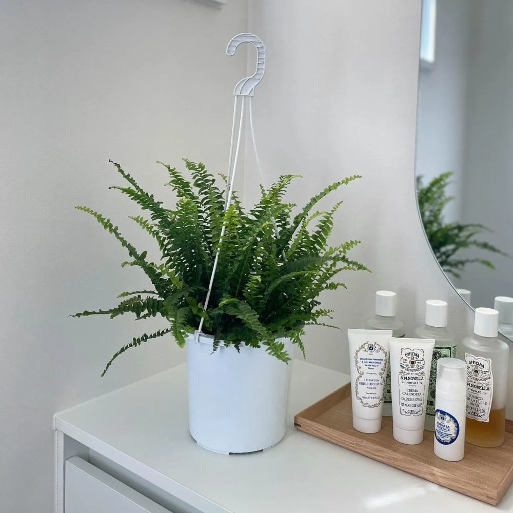 Chậu cây dương xỉ treo xanh mát cạnh mỹ phẩm phòng tắm
