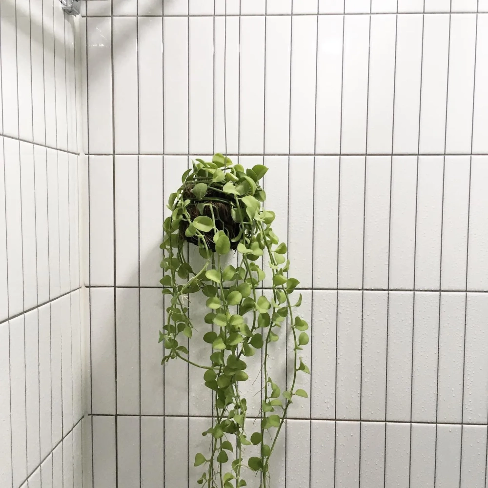 Chậu cây dương xỉ treo xanh mát cạnh mỹ phẩm phòng tắm